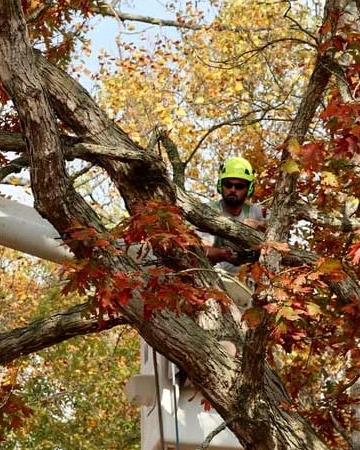 A crew member in a tree during specialized arborist services in Folsom, CA
