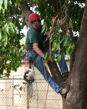 An arborist during services in Orangevale, CA