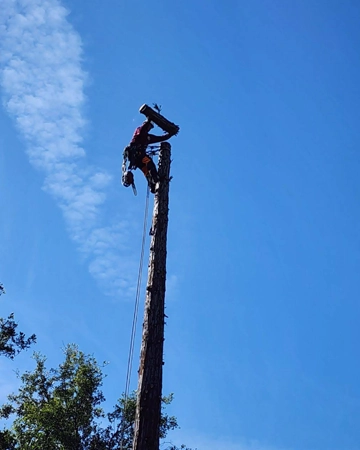 A crew member removing a tree in El Dorado Hills, CA