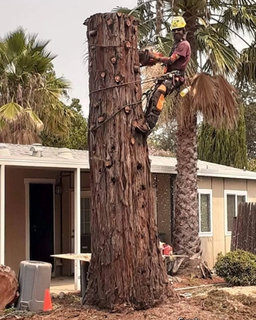 A crew member during tree removal in Lincoln, CA
