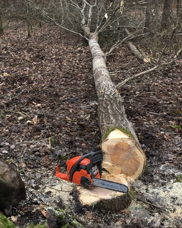 A fallen tree during tree removal in Orangevale, CA