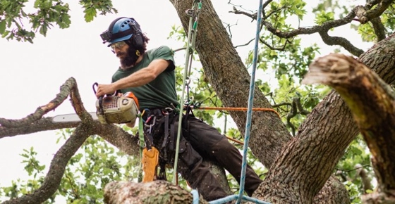 A crew member removing a branch during tree service in El Dorado Hills, CA