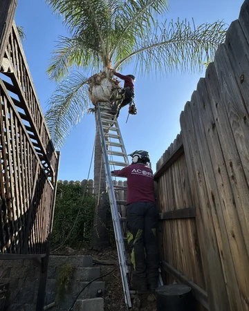 Crew members pruning a palm tree in Folsom, CA