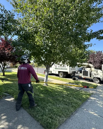 A crew member before pruning a tree in Sacramento, CA