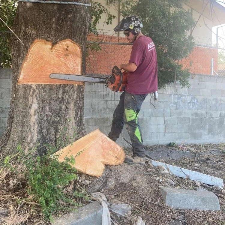 A crew member removing a tree in Roseville, CA
