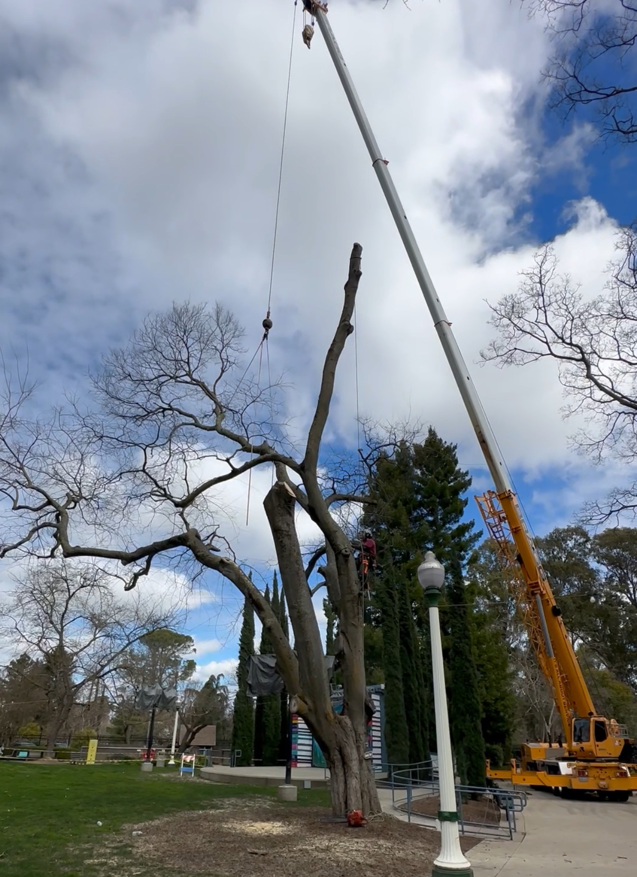 A crew member during a tree removal in Sacramento, CA