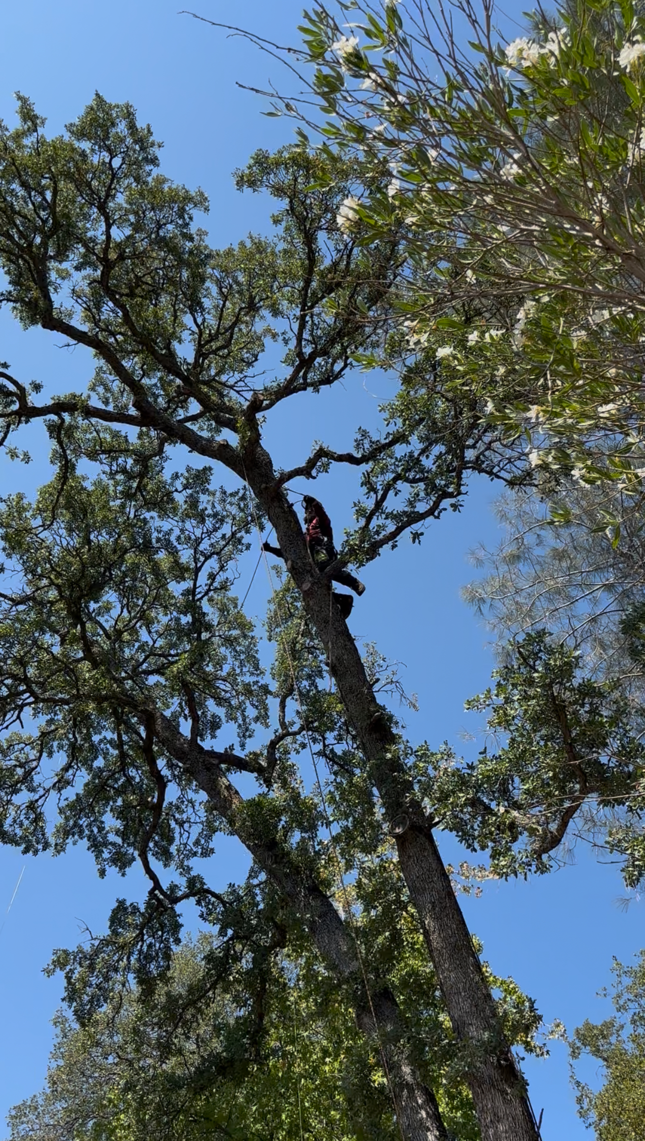 A tree being cabled in Roseville, CA