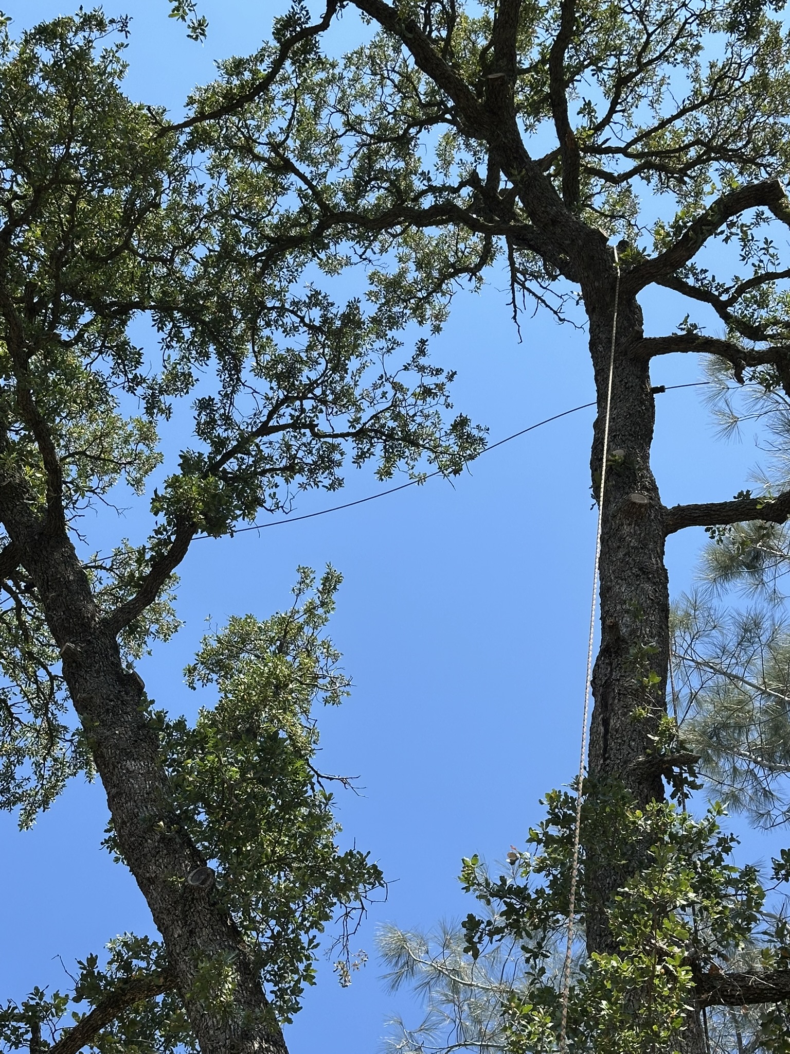 tree cabling & bracing