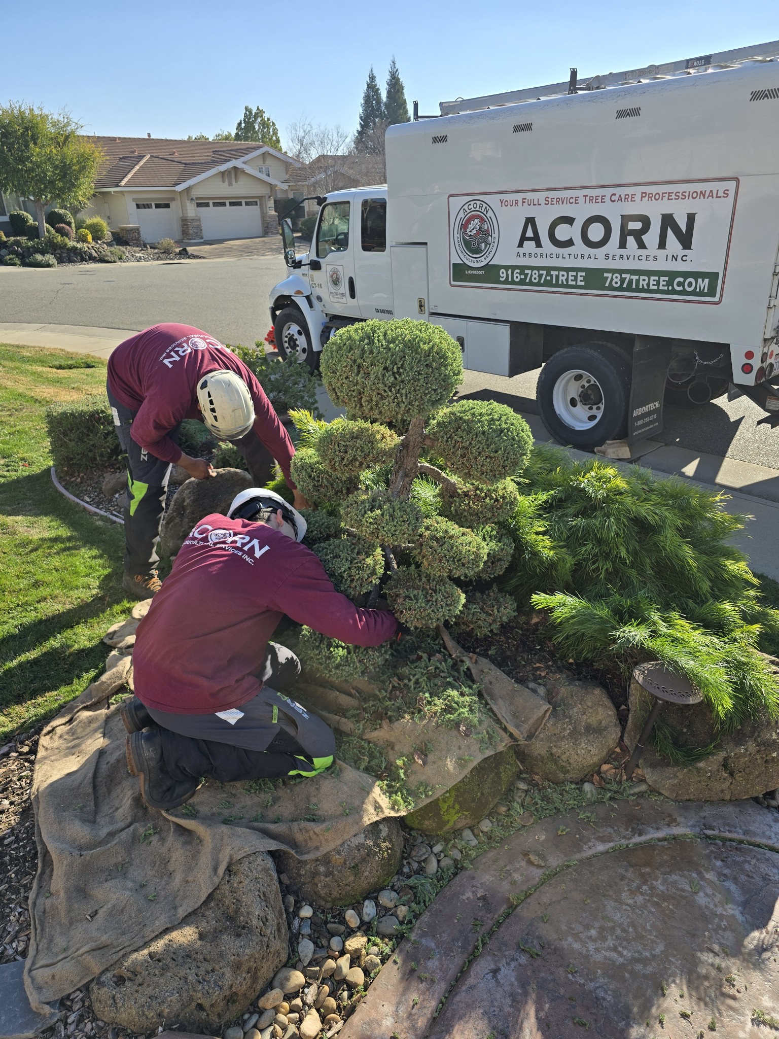 tree trimming & pruning