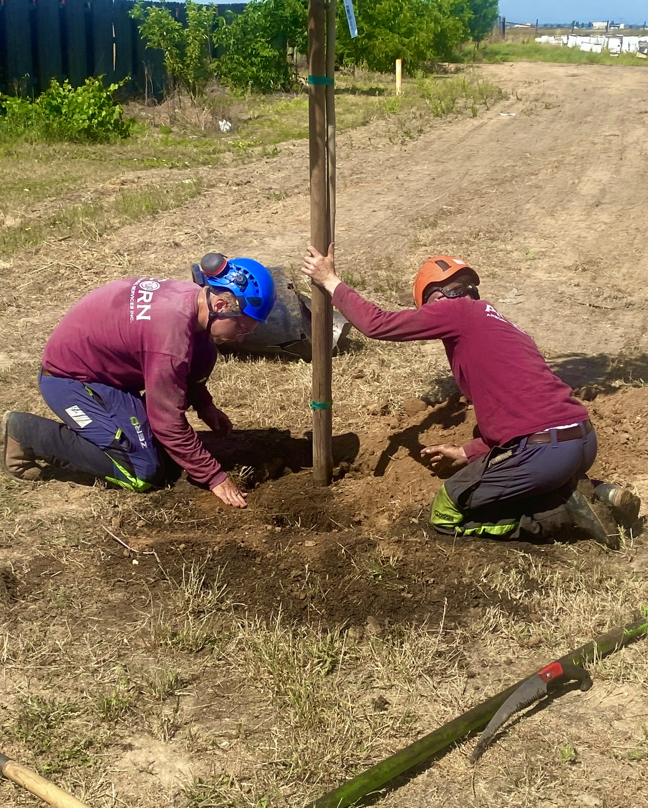 tree planting